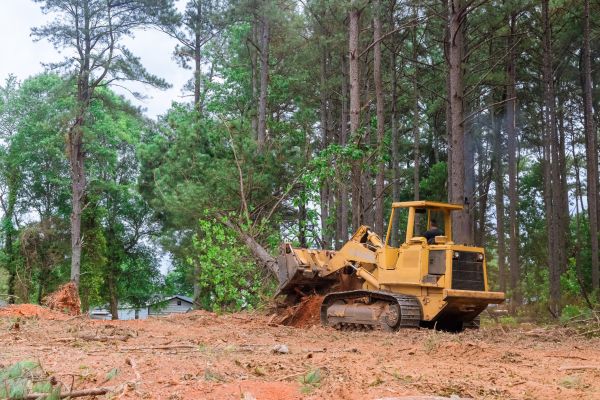 Trees Clearing in San Angelo