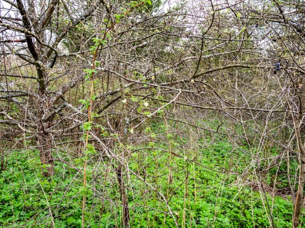 Underbrush Clearing in San Angelo
