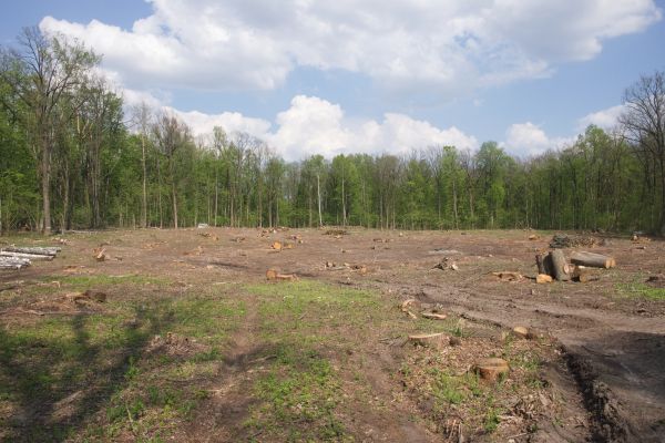 Pasture Clearing in San Angelo