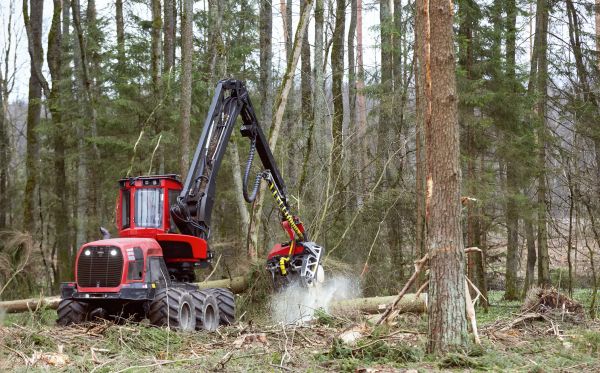 Forest Clearance Service in San Angelo